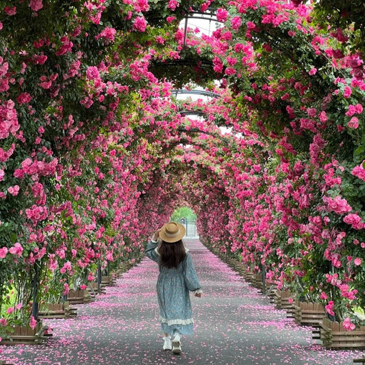 Elegant Climbing Rose Flower Seeds